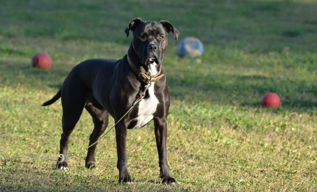 Black boxer