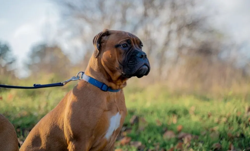 Black mask, white markings bullmastiff