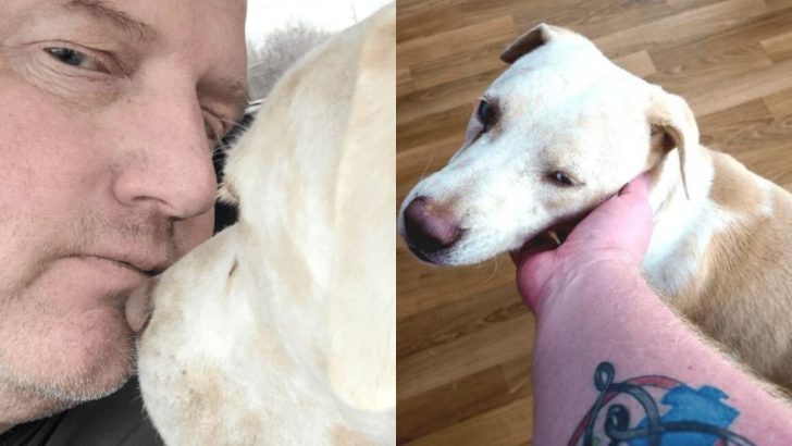 Blind And Deaf Dog Waited 200 Days In Shelter Until A Combat Veteran Saved Him