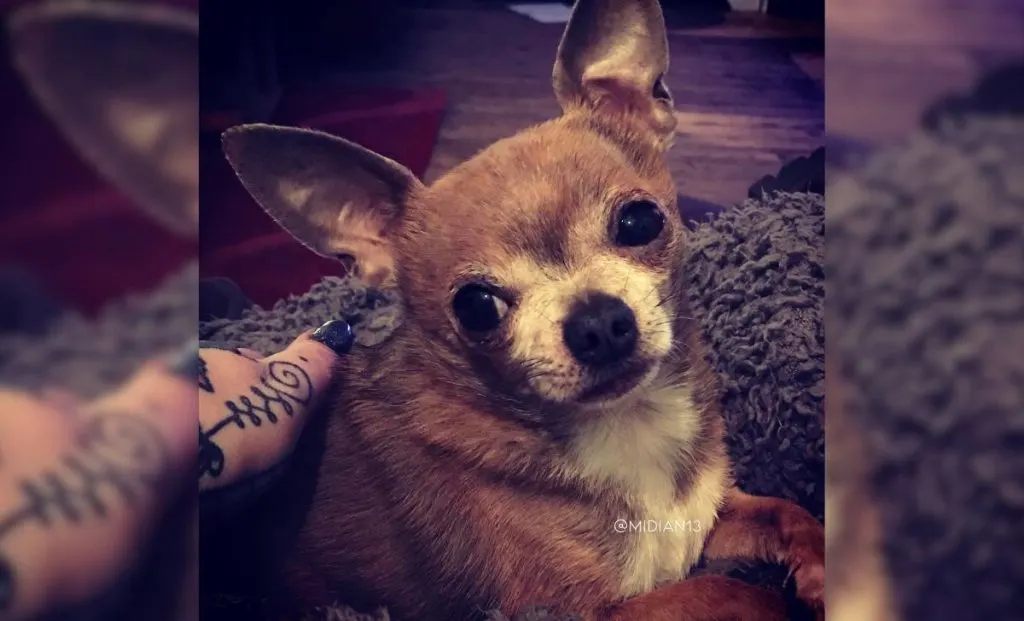 Blue Brindled Fawn chihuahua