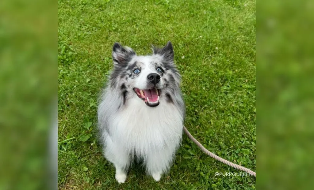 Blue Merle & White