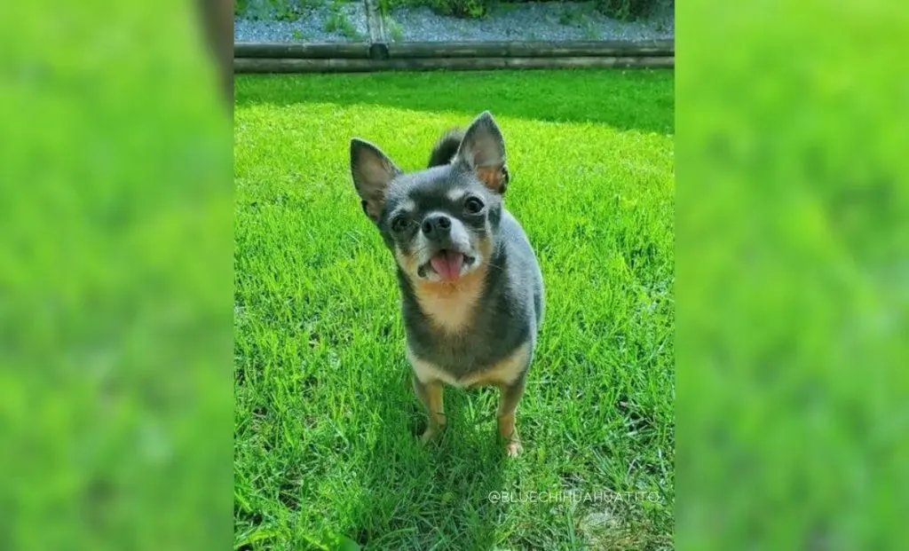 Blue-Tan-Chihuahua