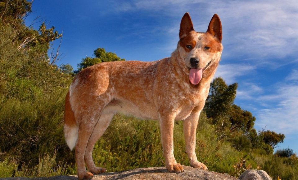 The Ultimate Guide To The Blue Heeler VS Red Heeler Debate