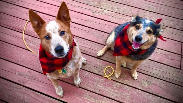 The Ultimate Guide To The Blue Heeler VS Red Heeler Debate