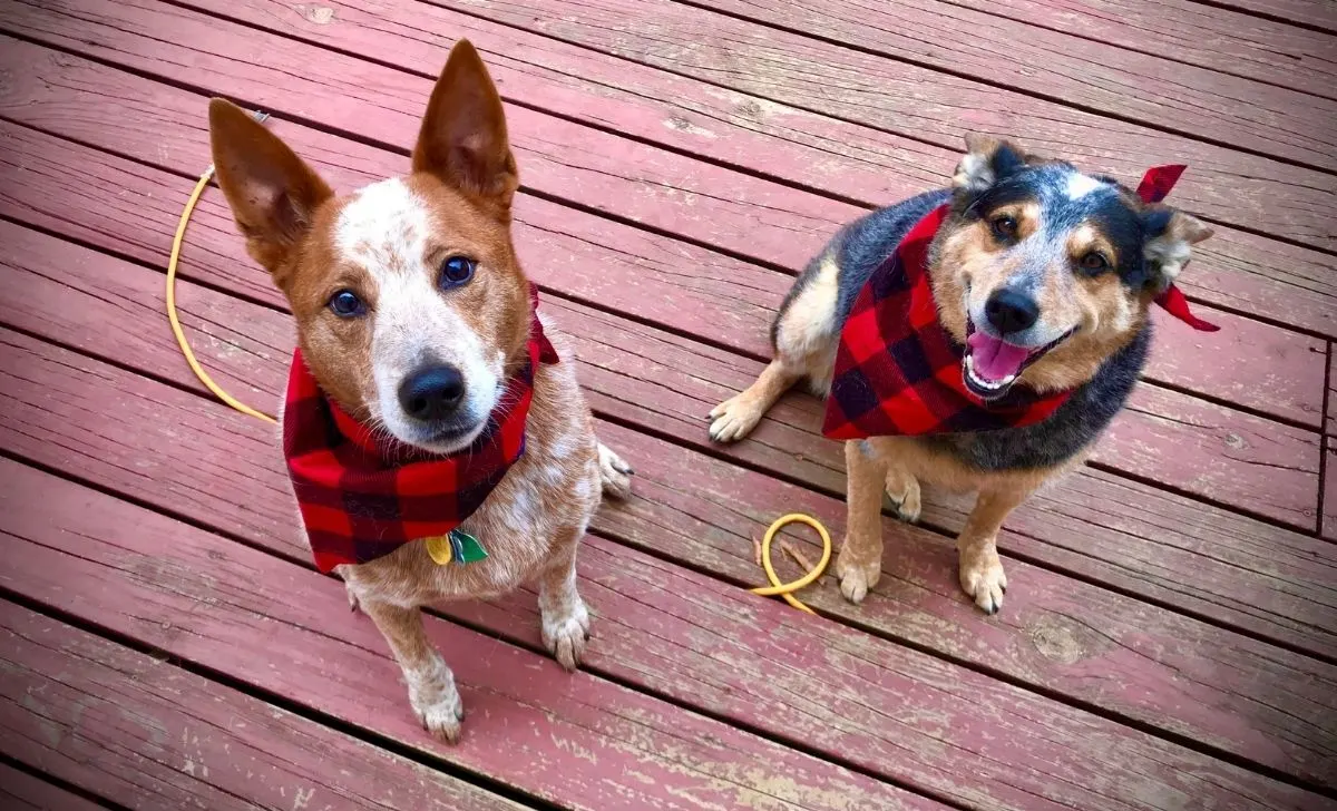 Blue and red heeler