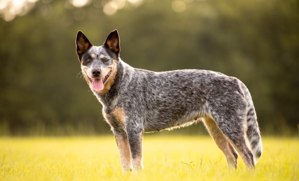 The Ultimate Guide To The Blue Heeler VS Red Heeler Debate