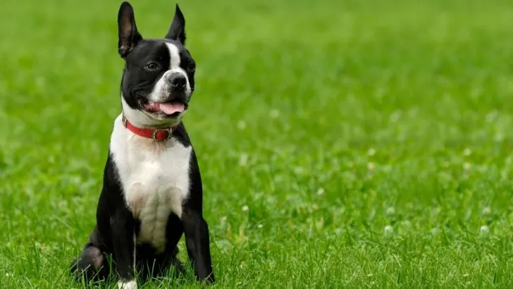 23+ Boston Terrier Mixes That Are Too Cute To Be Real (With Pictures)