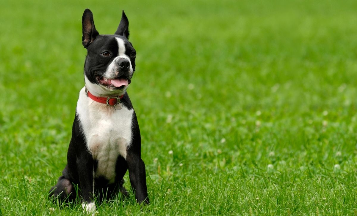 Boston Terrier