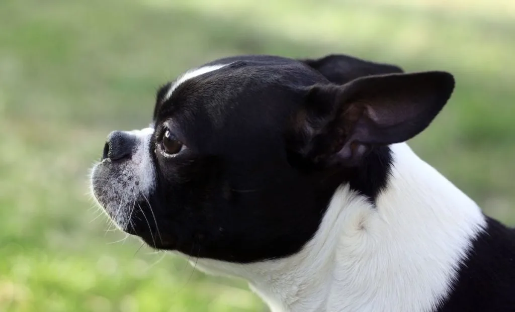 Boston Terrier