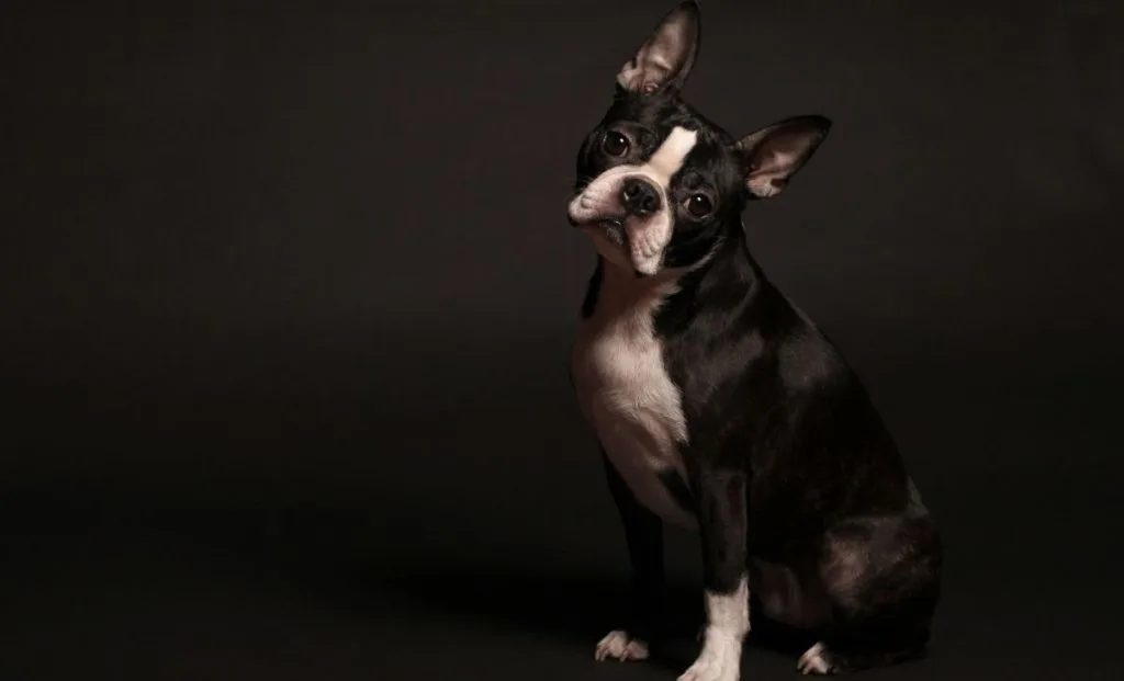 Boston Terrier