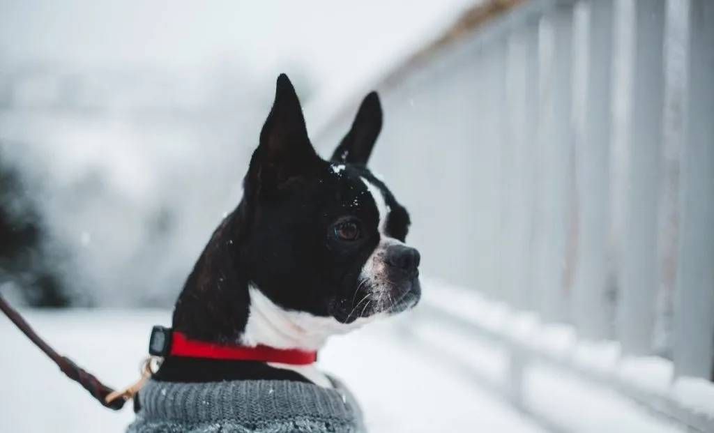 Boston Terrier