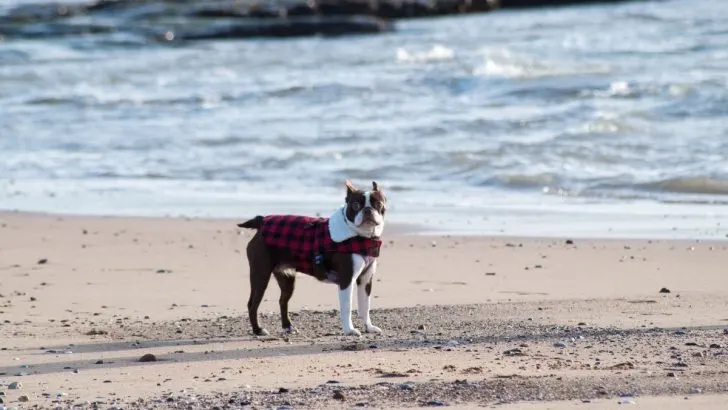 Male Vs Female Boston Terrier And Which One To Choose