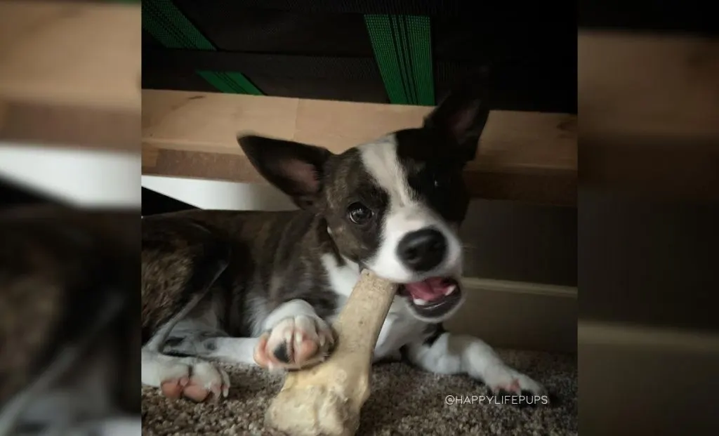 Boston Terrier x Australian Cattle Dog