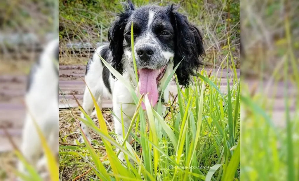 Boston Terrier x Cocker Spaniel