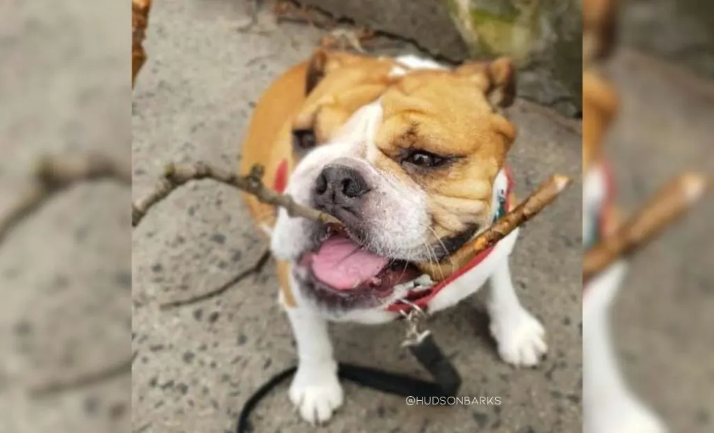 Boston Terrier x English Bulldog