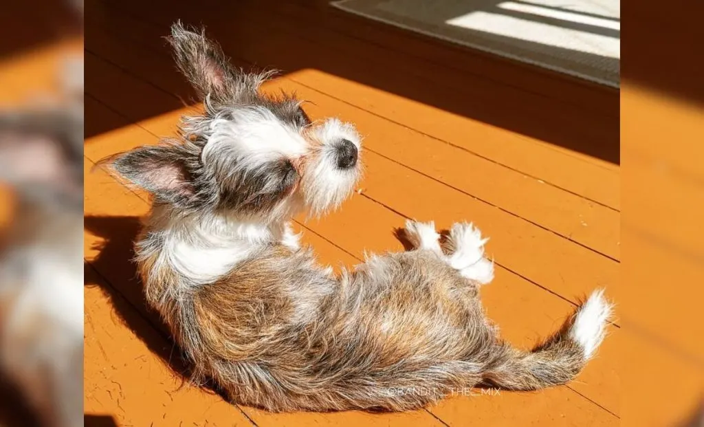 Boston Terrier x Maltese