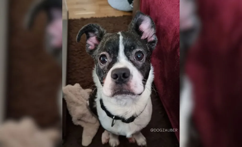 Boston Terrier x Maltese Mix