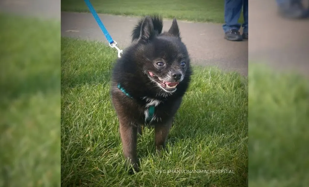 Boston Terrier x Pomeranian