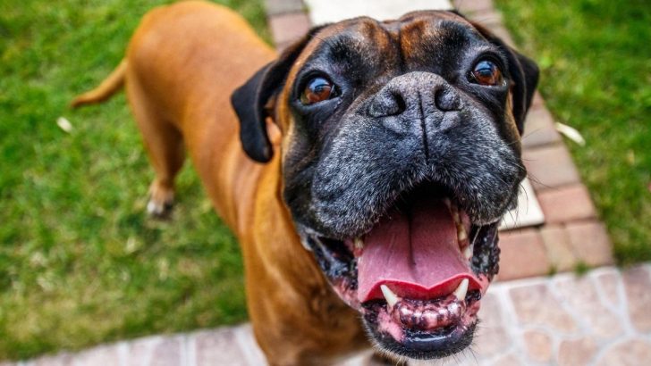 43 Boxer Mixes That Will Make You Fall In Love (With Pictures)