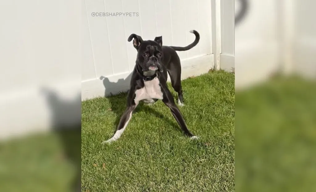 Boxer x Boston Terrier