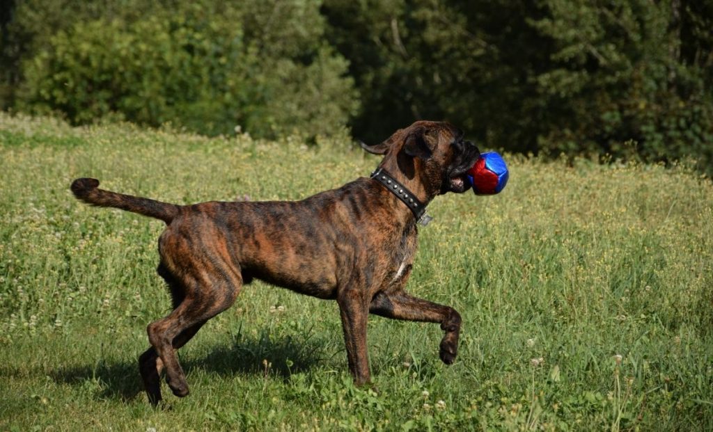 Brindle boxer