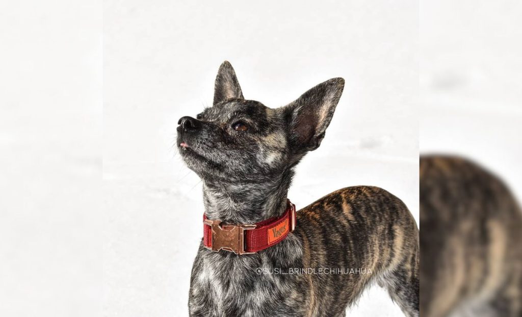 Brindle chihuahua