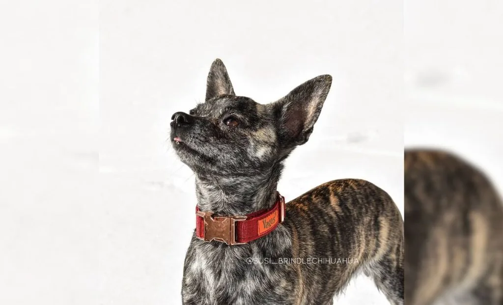 Brindle chihuahua