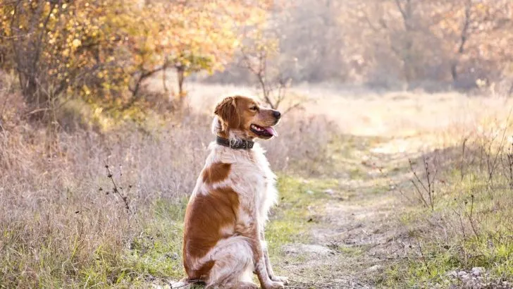 That One Brittany Growth Chart That Has It All
