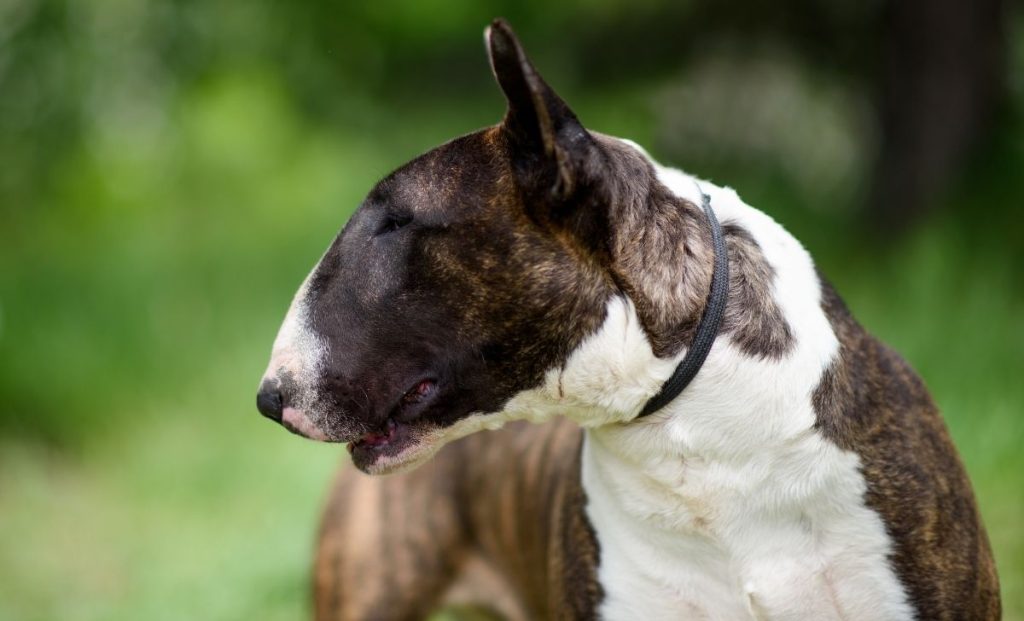 Bull terrier