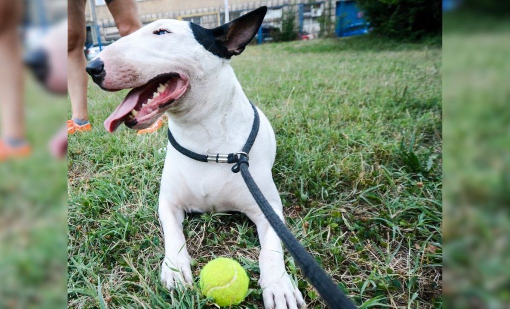 Bull terrier