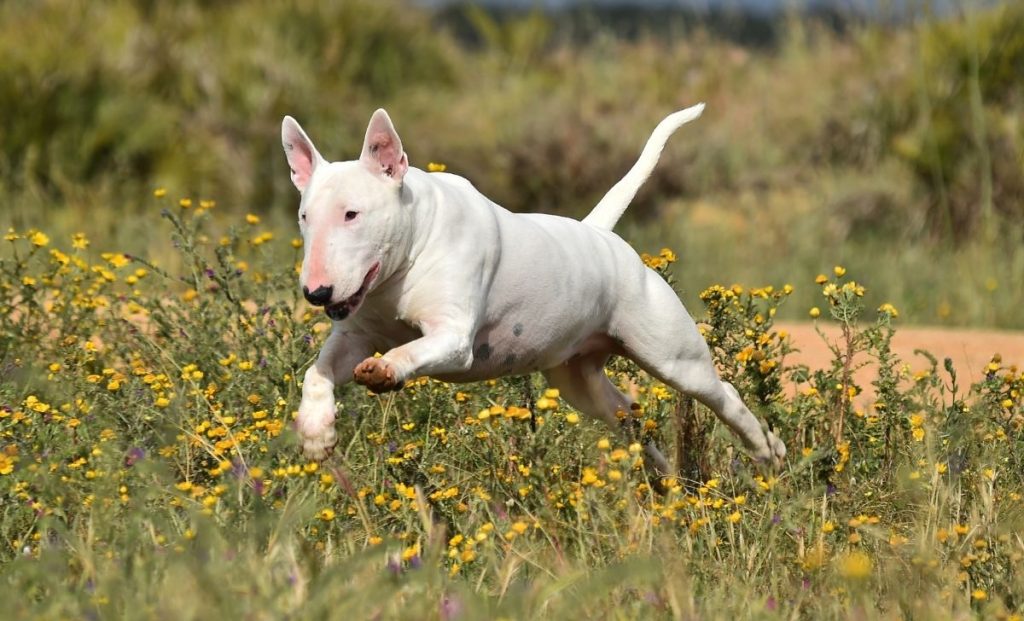 Bull terrier