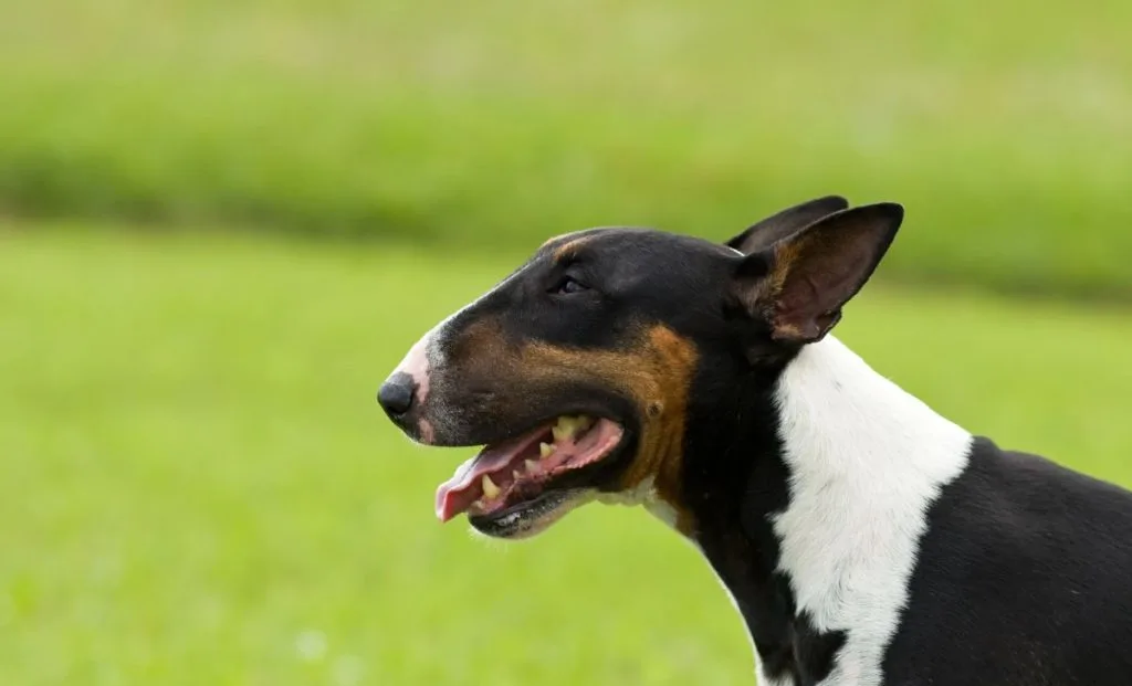 Bull terrier