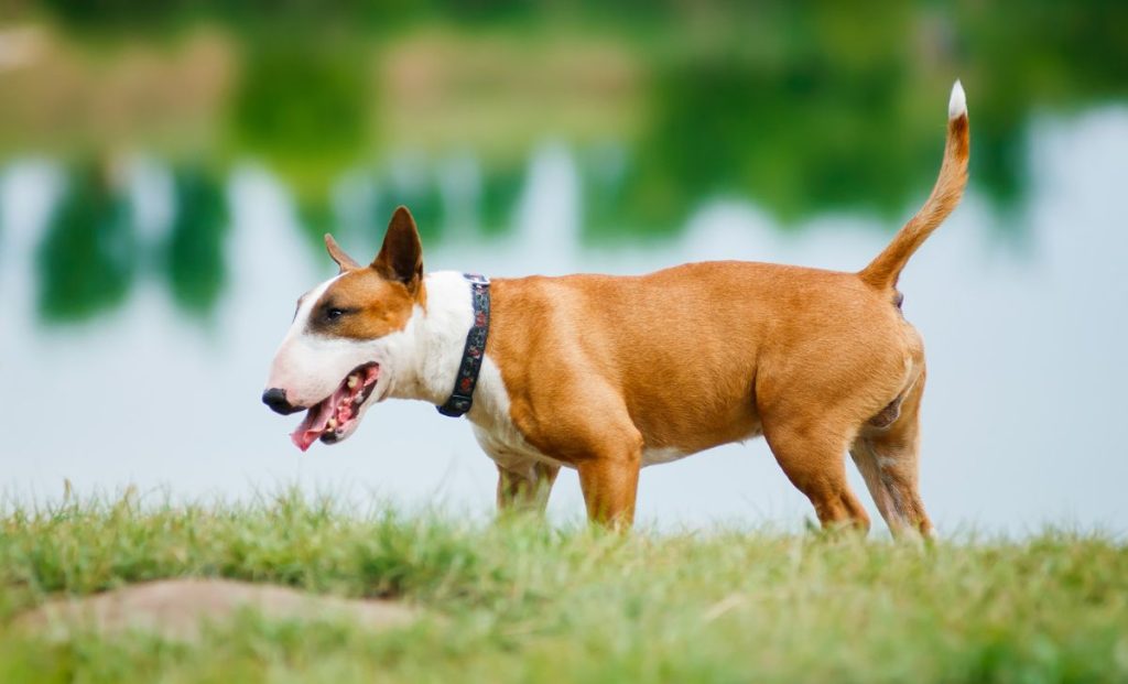 Bull terrier