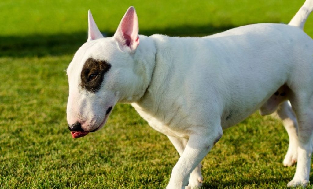 Bull terrier puppy