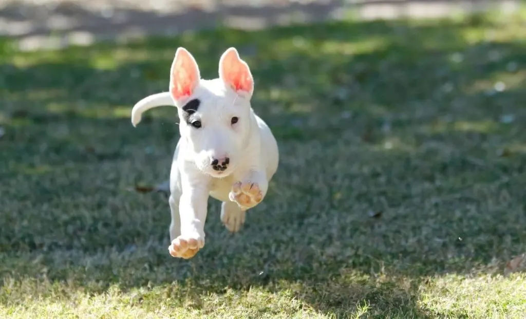 Bull terrier puppy