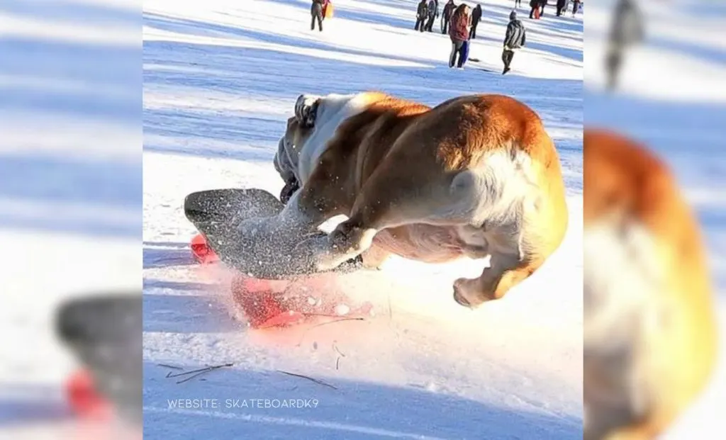 Bulldog Brothers Beg Their Dad To Take Them Skateboarding Every Day