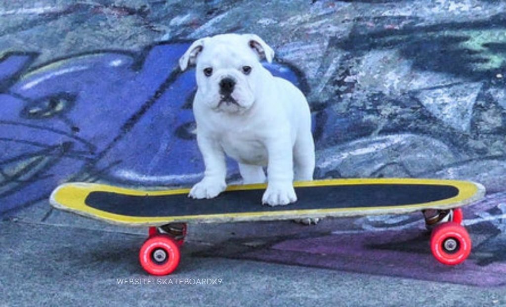 Bulldog Brothers Beg Their Dad To Take Them Skateboarding Every Day