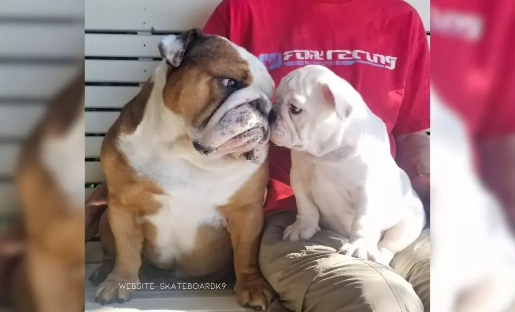 Bulldog Brothers Beg Their Dad To Take Them Skateboarding Every Day