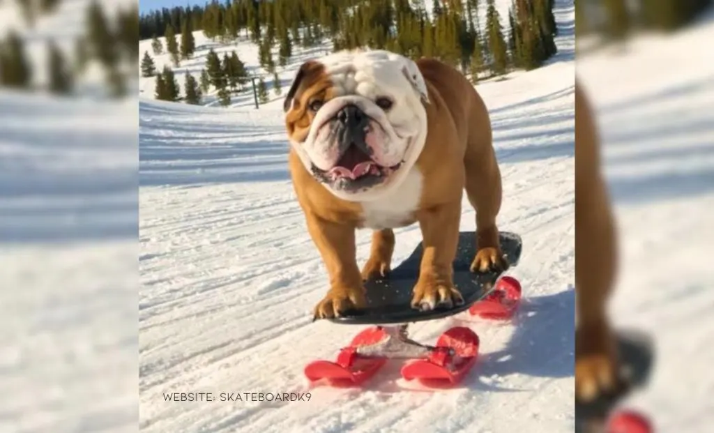 Bulldog Brothers Beg Their Dad To Take Them Skateboarding Every Day