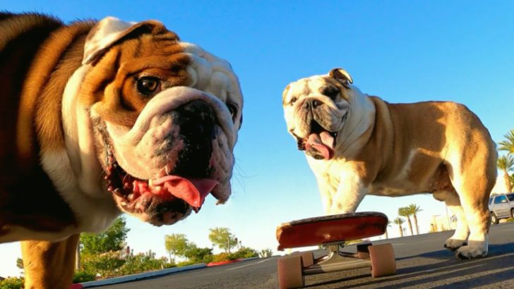 Bulldog Brothers Beg Their Dad To Take Them Skateboarding Every Day