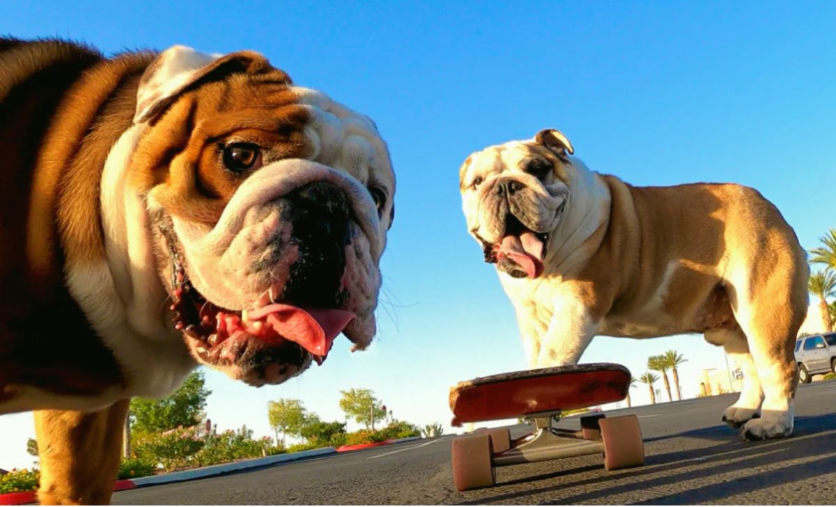 Bulldog Brothers Beg Their Dad To Take Them Skateboarding Every Day