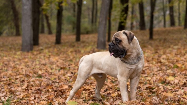 13 Unique Bullmastiff Colors And Markings (With Pictures)