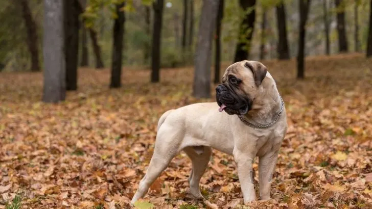 13 Unique Bullmastiff Colors And Markings With Pictures