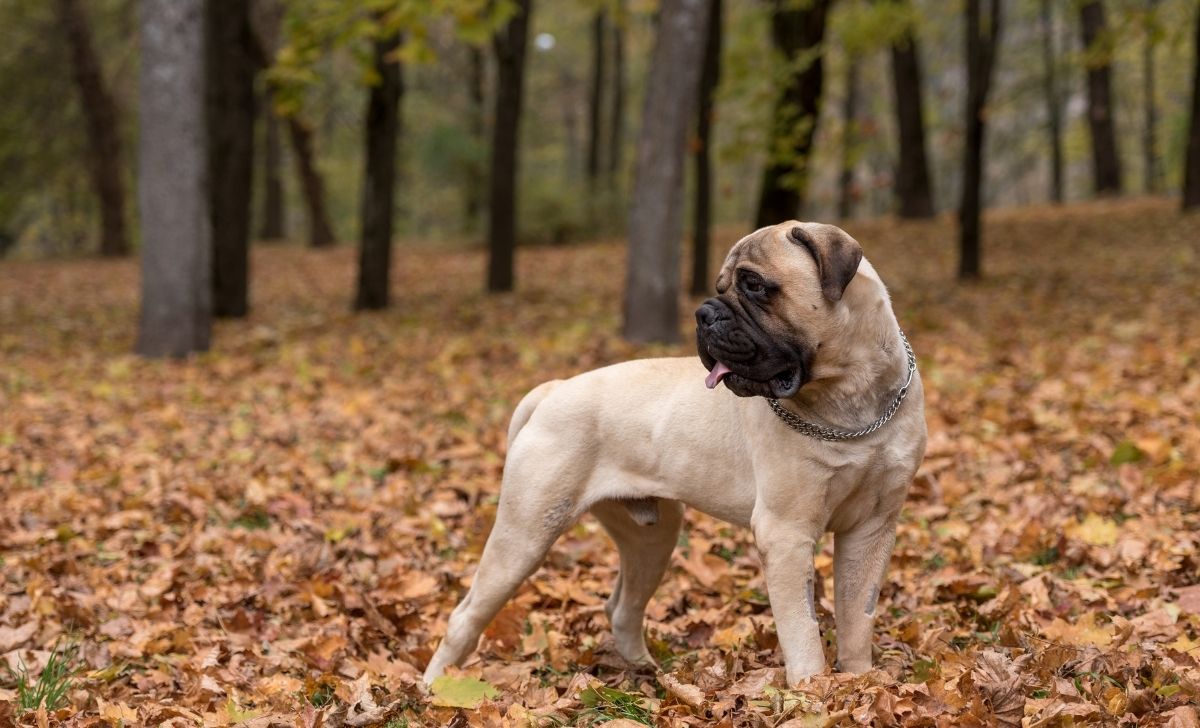 13 Unique Bullmastiff Colors And Markings (With Pictures)