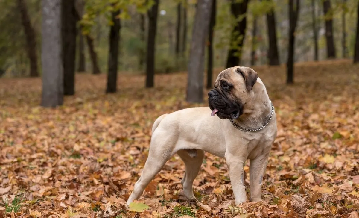 Bullmastiff