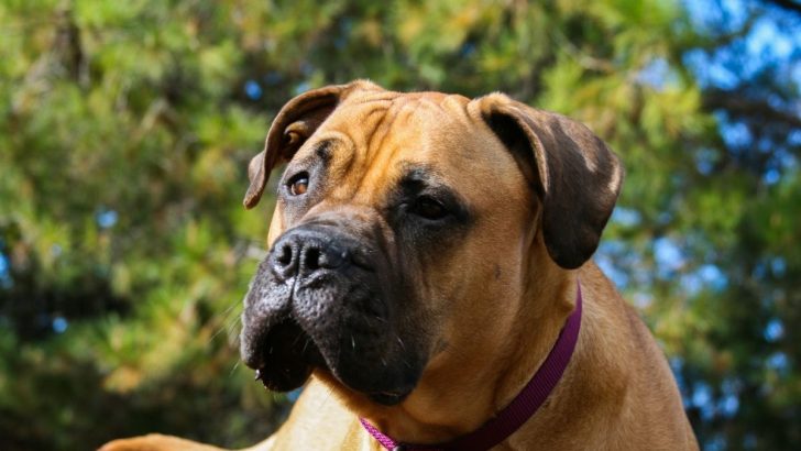21 Imposing Bullmastiff Mixes Here To Love And Protect You