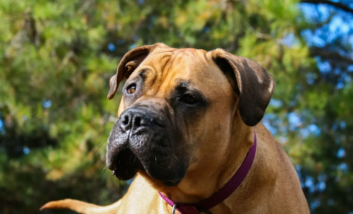 Bullmastiff - 21 Imposing Bullmastiff Mixes Here To Love And Protect You