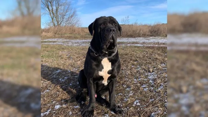 Cane Corso Mastiff Mix Care Guide And Important Information