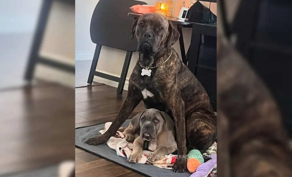 Cane corso x boxer