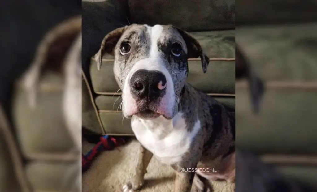 Catahoula x boxer